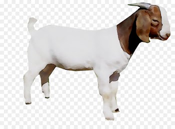 Goat farming Cattle Agriculture -  