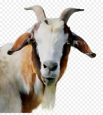 Goat Fauna Snout -  