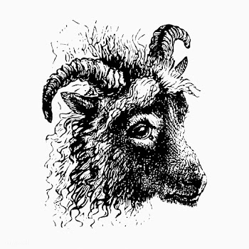 Goat head drawing | Free stock vector - 573396