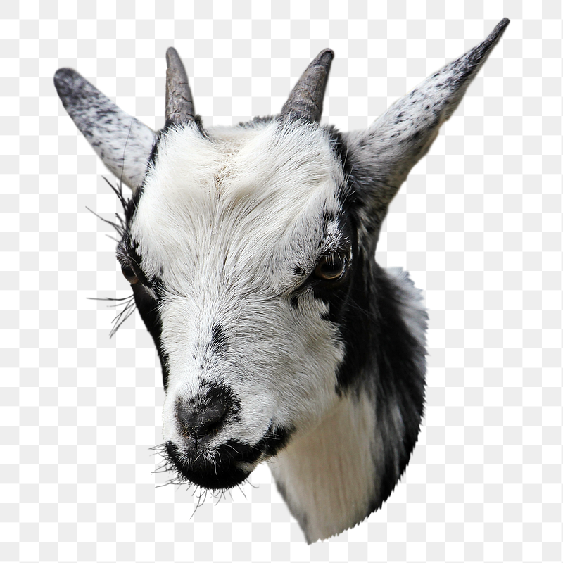 Goat head png sticker, animal | Free PNG - rawpixel