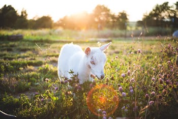 Goat In A Grass Field