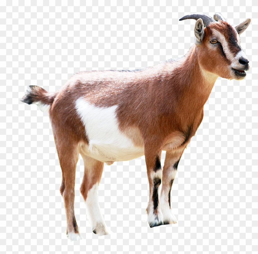 Goat Milking Animal Sales - Goat Png