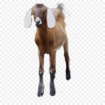 Goat Mustang Snout Naturism Horse -  