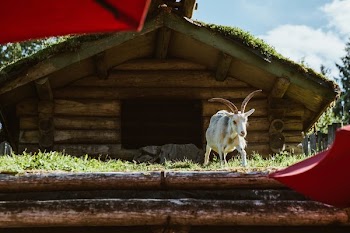Goat On The Roof