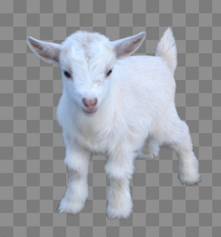 Goat Png Pic