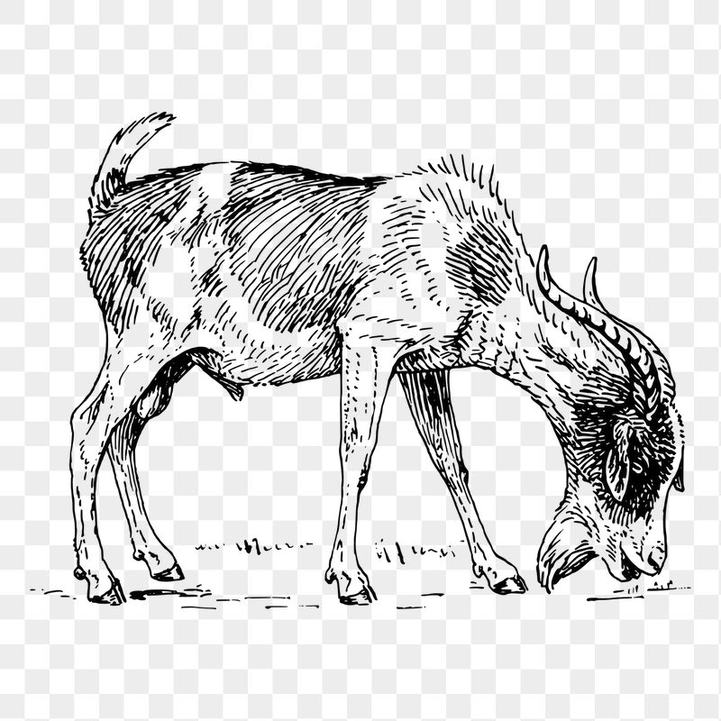 Goat png sticker illustration, transparent | Free PNG - rawpixel