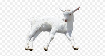 Goat Png Transparent Goat - Transparent Background Baby Goats Png
