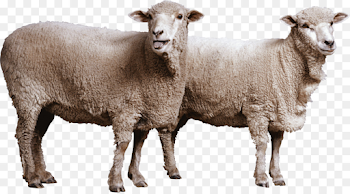 Goat Romney sheep Dorset Horn Cattle - goat png download - 1024 ...