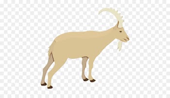 Goat, Sheep, Barbary Sheep, Mammal, Vertebrate PNG