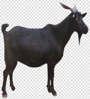 Goat Sheep , Black Goat transparent background PNG clipart