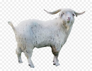 Goat Sheep Cattle -  