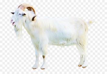 Goat, Sheep, Display Resolution, Goats PNG