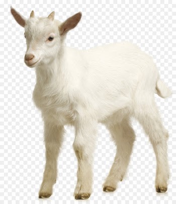 Goat Sheep Download - Goat farm 