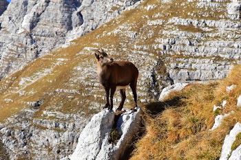 Goat standing on rock snout