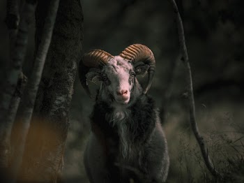Goat With Big Horn 