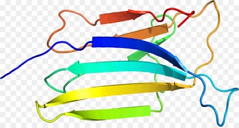Goggles Clip art Product design Line -  