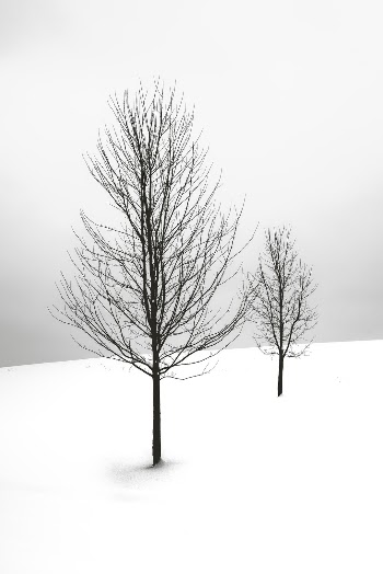 Going for a simple Ansel Adams feel here.  Winter provides a way of simplifying the background.