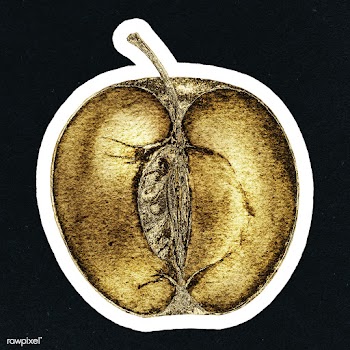 Gold apple cut in a half sticker with a white border | Free  illustration - 2365994