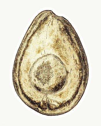 Gold avocado fruit sticker with a white border | Free  transparent png - 2355321