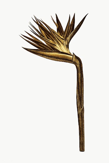 Gold bird of paradise flower sticker  design element | Free  transparent png - 2368631