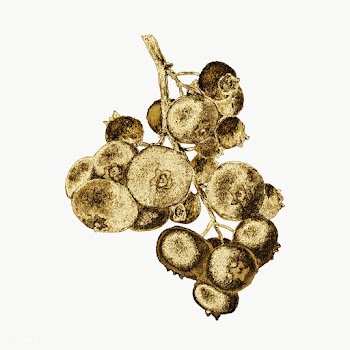 Gold blueberry fruit sticker design element | Free  transparent png - 2365987