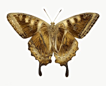 Gold butterfly sticker design element | Free  transparent png - 2369331