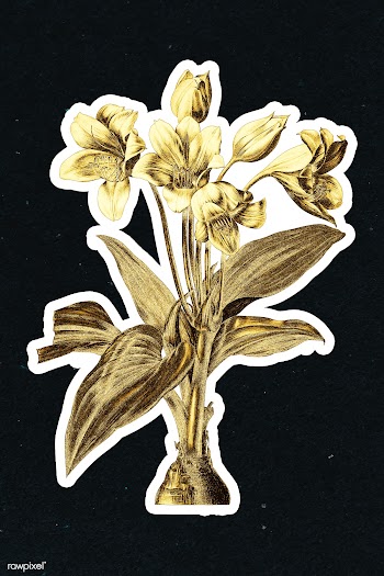 Gold Crinum giganteum sticker with a white border | Free  illustration - 2368614