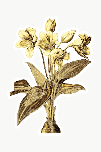 Gold Crinum giganteum sticker with a white border | Free  transparent png - 2368628