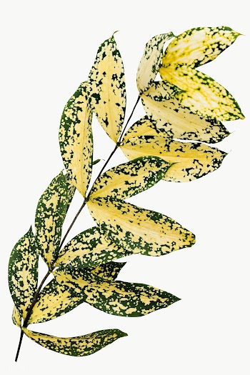 Gold dust croton branch design element | Free  transparent png - 2357405