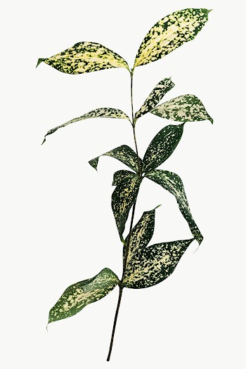 Gold dust croton branch design element | Free  transparent png - 2357406