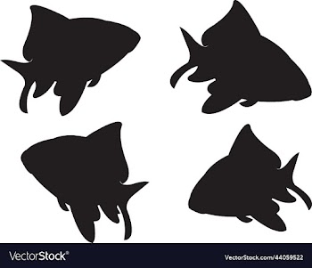 gold fish black