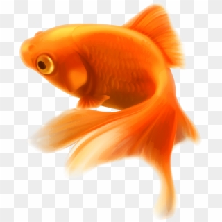 Gold Fish - Golden Fish Png, Transparent Png (#12583), Free ...