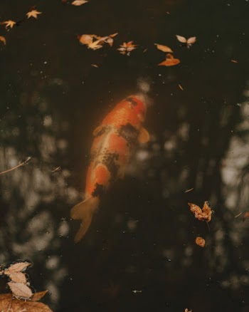 Gold Fish in black Strips Underwater