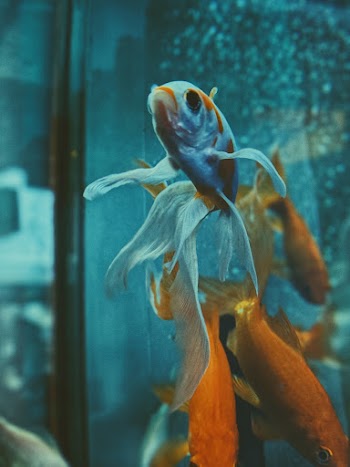 Gold Fish in Glass Aquarium