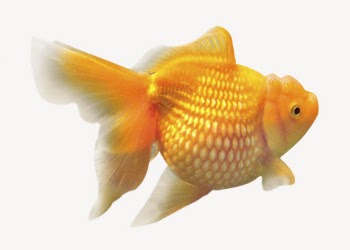Gold fish isolated on white, | Free PSD - rawpixel