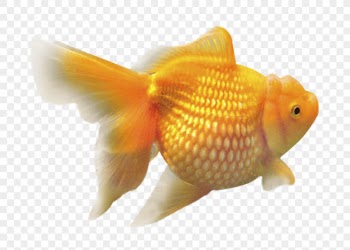 Gold fish png clipart, transparent | Free PNG - rawpixel