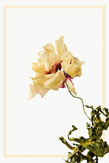 Gold frame with a dried anemone flower design element | Free  transparent png - 2341324