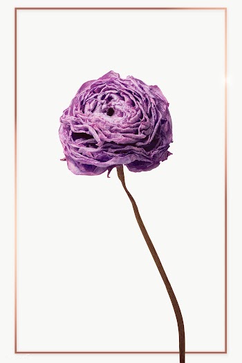 Gold frame with a dried pink buttercup flower design element | Free  transparent png - 2341327