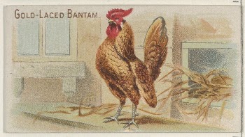 Gold-Laced Bantam, from the Prize | Free Photo - rawpixel