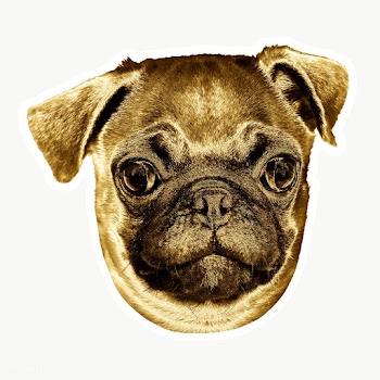 Gold pug puppy sticker with a white border | Free  transparent png - 2369361