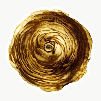 Gold ranunculus flower sticker with a white border | Free  transparent png - 2366520