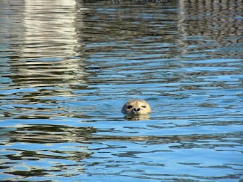 Gold Retriever Swimming in Water during Daytime