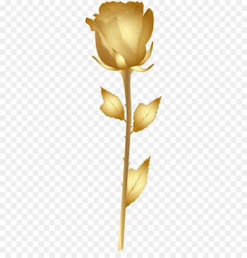 Gold Rose Clip art - Beautiful Gold Rose PNG Clip Art Image 
