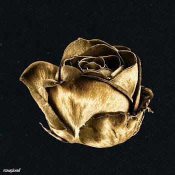 Gold rose flower sticker design element | Free  illustration - 2366505