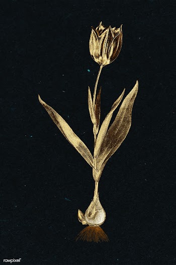 Gold tulip flower sticker design element | Free  illustration - 2368620