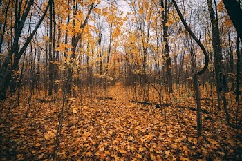 Golden Autumn Leaves