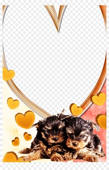 Golden Border Png Clip Art - Picture Frame