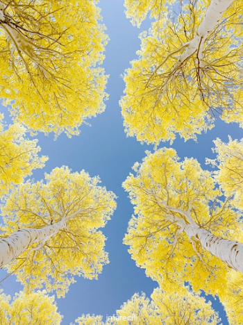 Golden Canopy: A Skyward View