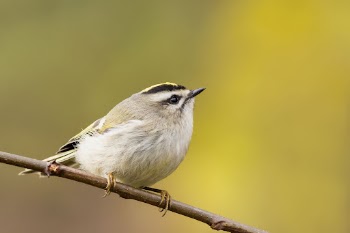 Golden-crowned kinglet bird. Free public | Free Photo - rawpixel