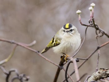 Golden-crowned kinglet brid. Free public | Free Photo - rawpixel